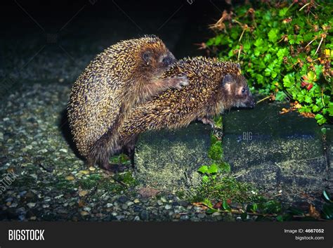 mating mariela|ArtofZoo: Exploring Animal